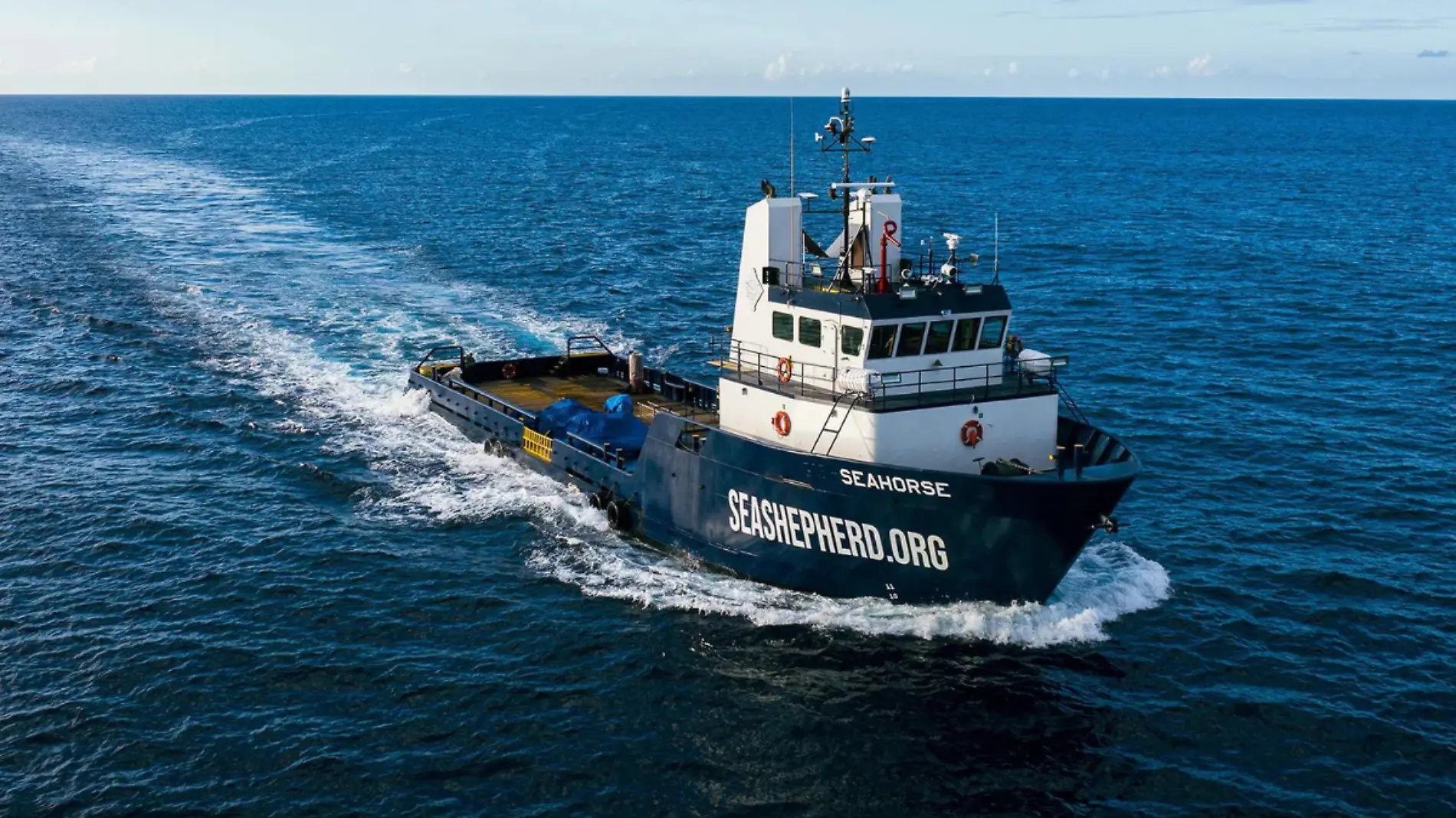 Sea shepherd no entra a bcs